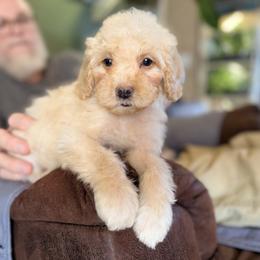 Mocha almond with training - Golden male Cockapoo puppy in Boonville, North Carolina from Doods & Dolls
