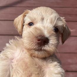 Scotty - Wheaten male Miniature Schnauzer puppy in Interlachen, Florida from Pam's Schnauzers