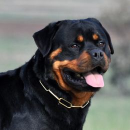 Fritz - Rottweiler