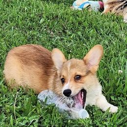Fletcher - Red and white male American Corgi puppy in Dunbar, Nebraska from Vintage Corgis