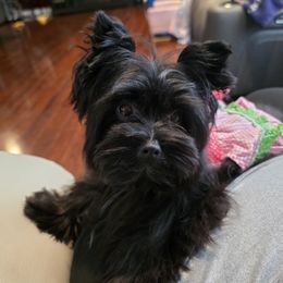 Nora - Yorkshire Terrier