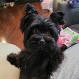 Nora - Yorkshire Terrier