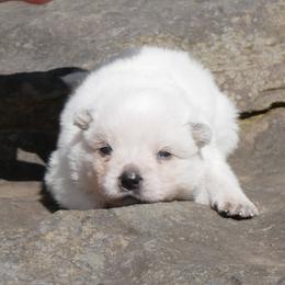 Casper - Red speckled male Australian Cattle Dog puppy in Buffalo Valley, Tennessee from Buffalo Valley Breeders