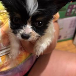 Charlie - White black and tan male Papillon puppy in Spartanburg, South Carolina from Sassy Pap Farms