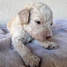 Oak - Cream female Poodle puppy in Tucson, Arizona from Desert Doodles + Poodles