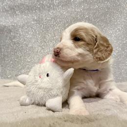 Boy 2 - male Goldendoodle puppy in Temecula, California from Doodle Dreams