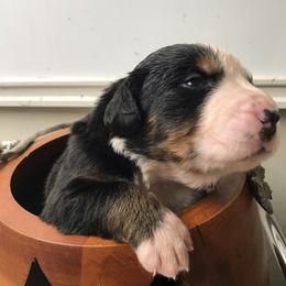 Girl 4 - Black rust and white female Bernese Mountain Dog puppy in Carlotta, California from Aunt-T’s Australian Shepherds