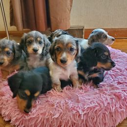 Dachshund Puppies from Pure Joy Dachshunds