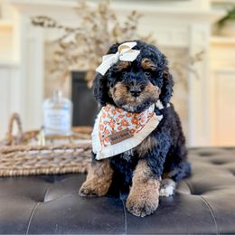 Fawn - Black phantom female Assorted Doodle Crosses puppy in Springville, Utah from JW Doodles