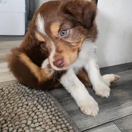 Red (collar color) - Red tri-color male Miniature American Shepherd puppy in Centralia, Washington from Blackjack Mini Aussies