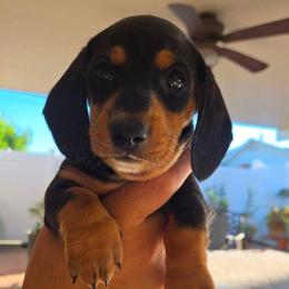 Bear - Black and tan male Dachshund puppy in Upland, California from The Puppy Cottage