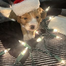 Joy - Red and white female Cockapoo puppy in Elgin, Texas from Good Grief Doodles