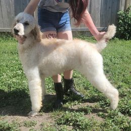 Poodles from Amas Veritas Poodles LLC