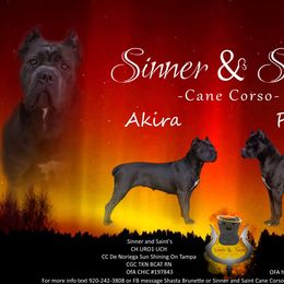 Cane Corso from Sinner & Saint Cane Corso