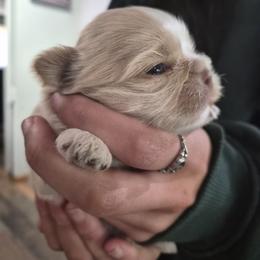 Geronimo - White male Shih Tzu puppy in Green Valley Lake, California from All American Shih Tzu Puppies
