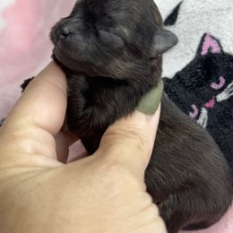 Itty-Bitty - Black and brindle female Pomeranian puppy in Kilgore, Texas from 5 Star Poms