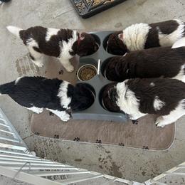 Newfoundland Puppies from Gable's Homegrown Pawprints
