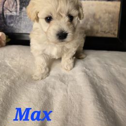 Max - Cream male Havanese puppy in Trinity, Alabama from Tooties Cuties Havanese