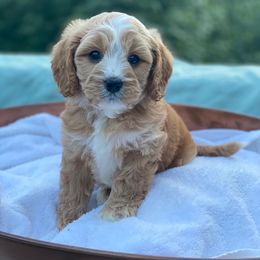 Cavapoo, Maltipoo, and Poodle Puppies from My Sweet Poodles and Doodles