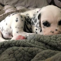 Dalmatian Puppies from Revere Dalmatians