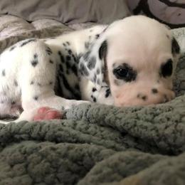 Dalmatian Puppies from Revere Dalmatians