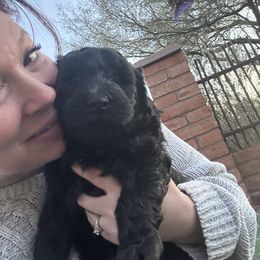 Goldendoodle Puppies from Arizona Doodles