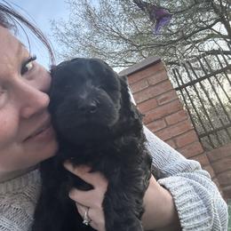 Goldendoodle Puppies from Arizona Doodles