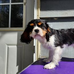 BUDDY - Tri-color male Cavalier King Charles Spaniel puppy in Mcgregor, Minnesota from Country Cavaliers