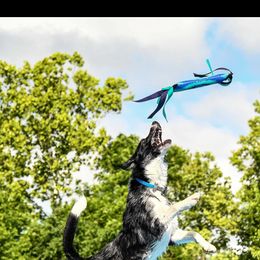 Border Collie All Grown Up from M&D Border Collies