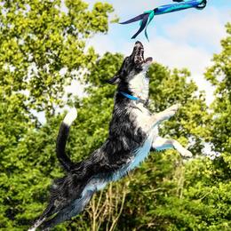 Border Collie All Grown Up from M&D Border Collies