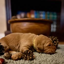 Yellow Collar - Golden male Golden Retriever puppy in Salem, Oregon from Oregon Rose Goldens