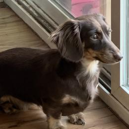 Willow - Dachshund