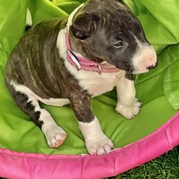 Miniature Bull Terrier Puppies from Tonka Miniature Bull Terriers