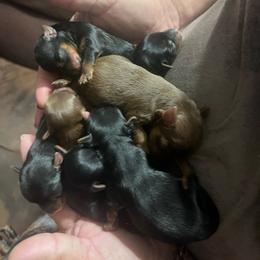 Baya - Black and tan male Yorkshire Terrier puppy in Elgin, South Carolina from Silver Bells Paw Prints