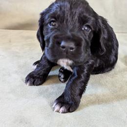 NOT A PET Working home only - Black female English Cocker Spaniel puppy in Phillips, Nebraska from Fenloch Gundogs