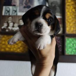 Petal - Black tan and white female Beagle puppy in Susanville, California from Homegrown Beagles