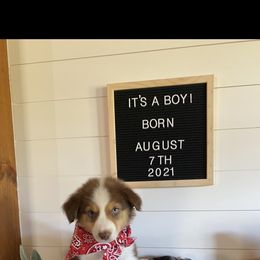Australian Shepherd Puppies from Ozark Mountain Aussies