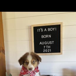 Australian Shepherd Puppies from Ozark Mountain Aussies