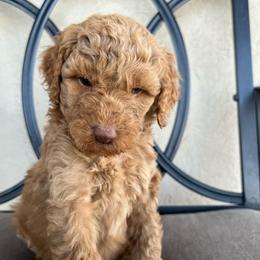 Cedar - Red  male Poodle puppy in Tucson, Arizona from Desert Doodles + Poodles