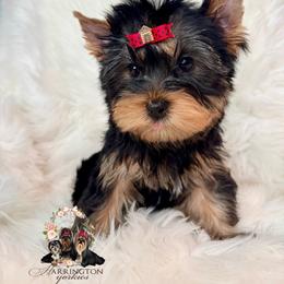AKC Titus 2400 - Blue and gold male Yorkshire Terrier puppy in Bloomingdale, Georgia from Harrington Yorkies