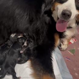 Female - Tri-color male Bernese Mountain Dog puppy in Yucaipa, California from Kiss The Doodlez