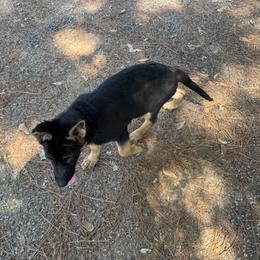 Black collar - Black and red female German Shepherd puppy in Atlanta, Texas from Riverfarm K-9s