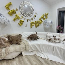 Goldendoodle Puppies from Soni the Doodle