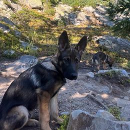 German Shepherd Puppies from Von der Henne K9