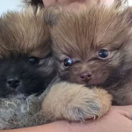 Otter Pop - Chocolate sable female Pomeranian puppy in El Centro, California from BabyBooPoms