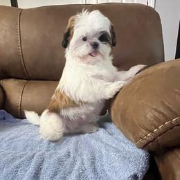 AKC Louie - Red and white male Shih Tzu puppy in Greenville, South Carolina from Babyface Shih Tzu