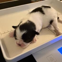 Boy 1 - Black and white male Japanese Chin puppy in Rapid City, South Dakota from Sakura Japanese Chin