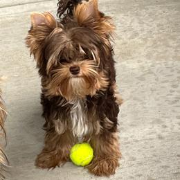 Biewer Terrier and Yorkshire Terrier All Grown Up from Judy McCallum