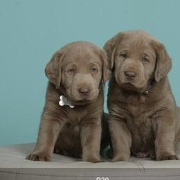 Dilute Retriever and Labrador Retriever Puppies from Labrador Retriever Puppies