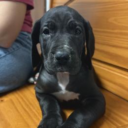 Penelope - Black and white female Great Dane puppy in Chapmansboro, Tennessee from Balthrop Bend Farms
